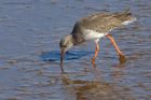 redshank_020914h.jpg