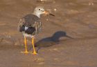 redshank_031008a.jpg