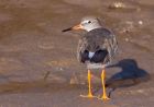 redshank_031008b.jpg