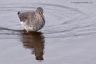 redshank_041111a.jpg