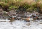 redshank_050909a.jpg