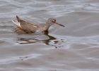 redshank_050909b.jpg