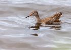 redshank_050909c.jpg