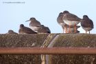 Filename=redshank_070112b.jpg
Filesize=219KB
Dimensions=1000x667
Date added=Jan 08, 2012 redshank_070112b.jpg