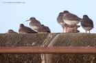 redshank_070112b.jpg