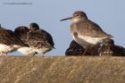 redshank_070112c.jpg