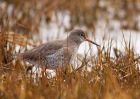 redshank_130209a.jpg