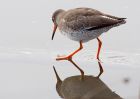 redshank_130209e.jpg