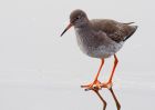 redshank_130209f.jpg