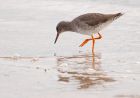 redshank_171008a.jpg