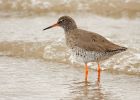 redshank_180408a.jpg