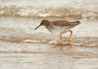 redshank_180408b.jpg