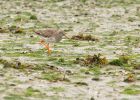 Filename=redshank_180708c.jpg
Filesize=207KB
Dimensions=800x574
Date added=Nov 23, 2008 redshank_180708c.jpg
