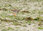 redshank_180708c.jpg