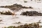 redshank_180708e.jpg