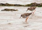 redshank_180708n.jpg