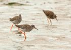 redshank_180708r.jpg