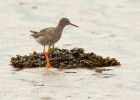 redshank_180708s.jpg