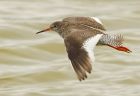 redshank_220708hh.jpg