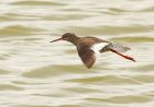 redshank_220708m.jpg