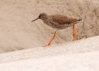 redshank_230408a.jpg