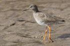 redshank_240315a.jpg