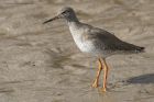 redshank_240315c.jpg