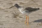 redshank_240315d.jpg