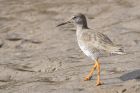 redshank_240315e.jpg