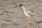 redshank_240315f.jpg