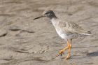 redshank_240315g.jpg