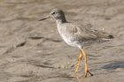 redshank_240315i.jpg