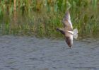 redshank_240910a.jpg