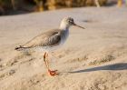 redshank_260208a.jpg