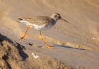 redshank_260208b.jpg