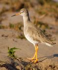 redshank_260208c.jpg