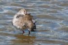 redshank_270815a.jpg