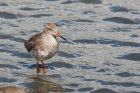 redshank_270815b.jpg