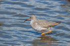 redshank_270815c.jpg