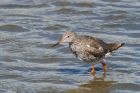 redshank_270815d.jpg