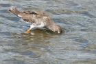 redshank_270815h.jpg