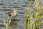 redshank_270815j.jpg