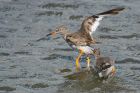 redshank_270815k.jpg