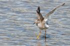 redshank_270815l.jpg