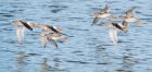 redshank_310815a.jpg