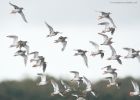 redshank_LM_030920a.jpg