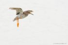 redshank_LM_0466_220817b.jpg