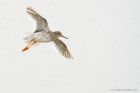 redshank_LM_0483_220817c.jpg