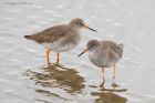 redshank_LM_261119a.jpg