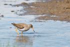 redshank_newton_200519a.jpg